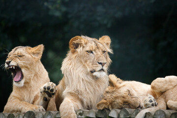 Obraz premium Three African Lion cubs against a green background.