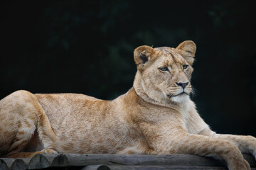 A female African Lion cub against a green background.