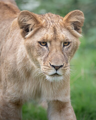 A female African Lion cub against a green background.