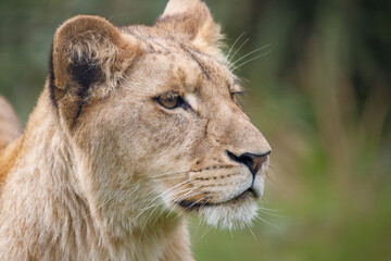 A female African Lion cub in profile against a green background.