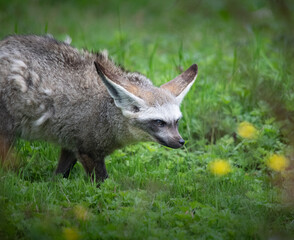 A Bat Earred Fox walking through the grass.
