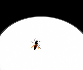 Apis dorsata or Giant honey bee. Low light at night. Bee are clinging around the white lamp on ceiling of house.