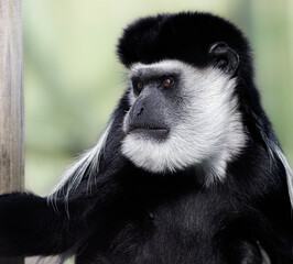 Obraz premium A close up of a Black-and-white colobus