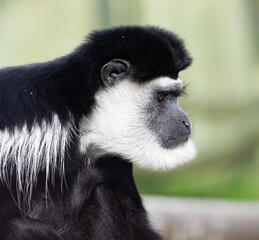 A close up of a Black-and-white colobus in profile