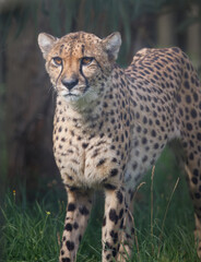 A Cheetah looking straight ahead against a green background.