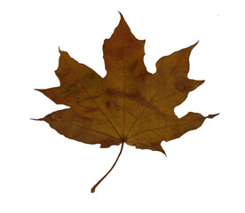 maple leaf on a transparent background