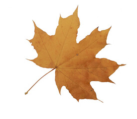 maple leaf on a transparent background