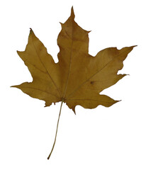 Obraz premium maple leaf on a transparent background