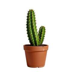 Green Cactus Plant in Brown Pot with Spines and Unique Shape