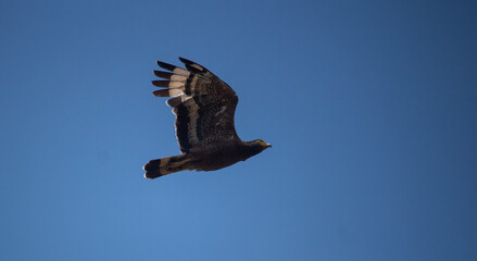 Crested Serpent Eagle
(Spilornis cheela)