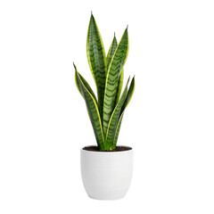 Tall snake plant, with variegated green and yellow sword-shaped leaves in a white textured pot, cutout, PNG isolated on white or transparent background