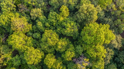 Naklejka premium arboreal. Aerial view of a lush green forest canopy under natural sunlight, radiating tranquility and beauty. travel magazines, destination branding, designed for outdoor magazines and nature guides. 