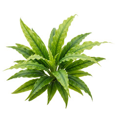 Vibrant green aquatic plant, with wavy edged leaves and prominent veins, cutout, PNG isolated on white or transparent background
