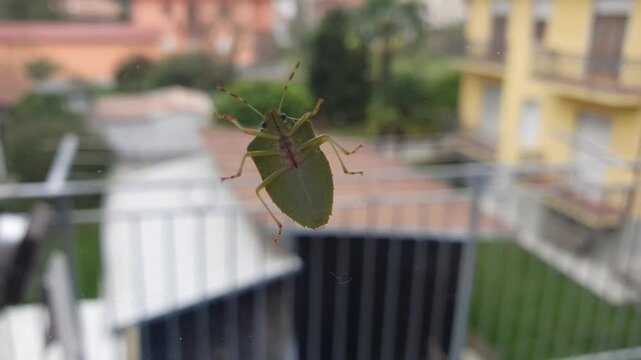 Stink bug walking slowly on transparent glass