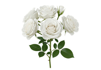 A delicate spray of white roses with green leaves, isolated on transparent background