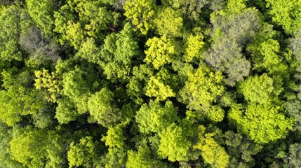 arboreal. Aerial view of a lush green forest canopy under natural sunlight, radiating tranquility and beauty. travel magazines, destination branding, designed for outdoor magazines and nature guides.
