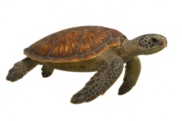 Green sea turtle swimming, protecting marine life, isolated on transparent background for nature conservation themes