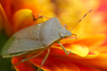 Vibrant closeup on a Southern green shieldbug, Nezara viridula on a orange colored Gerbera flower in the garden