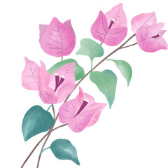 A delicate watercolor illustration of a pink bougainvillea flower with soft green leaves. Perfect for floral design projects, wedding invitations, greeting cards, botanical prints.