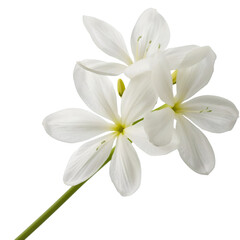 white flowers isolated on white