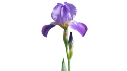 Single vibrant purple iris flower against a stark black background