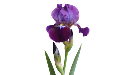 Vibrant purple iris flower bloom against a stark black background