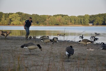 Labrador retrieving birds. 