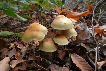 Closeup on a group of clustered woodlover or sulphur tuft, Hypholoma fasciculare on forest floor