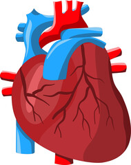 Heart anatomy with vibrant red and blue colors, perfect for medical illustrations, educational materials, or healthcarerelated designs.