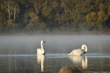 Labrador retrieving birds. 