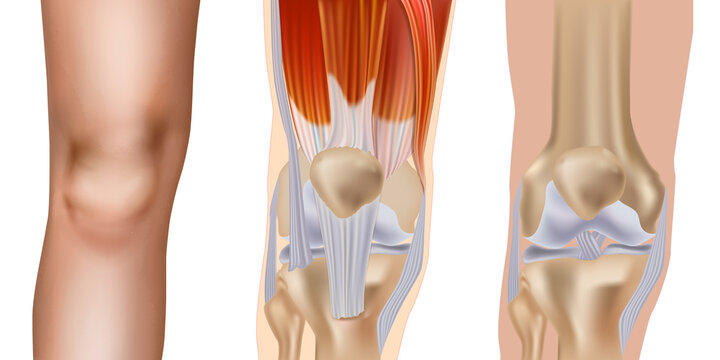 Three Views of Human Knee Joint Anatomy with Muscles and Ligaments. Medical Diagram of Human Knee Bones, Tendons, and Ligaments
