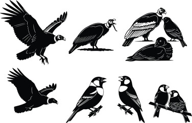 Bird illustrations in various poses, flying and perched silhouettes, wildlife behavior study artwork, educational flat vector design