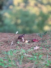 bird on the ground