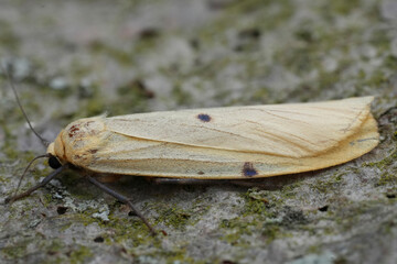 Closeup on a four-spotted footman tussock moth, Lithosia quadra