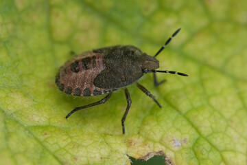 Closeup on the nymph of the Hairy shieldbug, Dolycoris baccarum on a green leaf