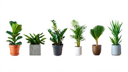 A curated collection of six popular green indoor houseplants, each in a unique decorative pot, offering a touch of nature and fresh ambiance for modern home and office interiors