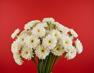 A bunch of white flowers on a red background. Abstract background with copy space.