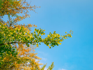 autumn gingko leaves on blue sky