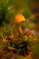 mushroom in the forest