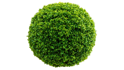 An overhead view of a perfectly spherical, vibrant green bush with tightly packed leaves against black