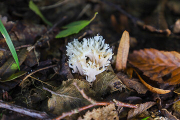 ​A creamy-white coral-like mushroom of exquisite shape grows on the forest floor, surrounded by fallen autumn leaves and twigs.