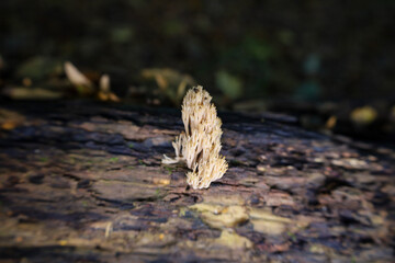 An unusual light-colored coral-like mushroom grows on the dark, damp bark of a fallen tree trunk.