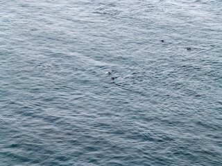 Aerial view of common dolphins feeding above huge dragnet in Donegal Bay, Ireland