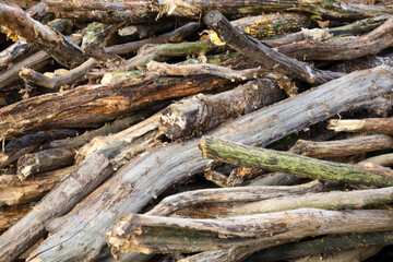 ​A close-up shows a textured background of chaotically stacked old branches and logs, featuring distinct signs of weathering and moss. Rich shades of brown, gray, and green highlight the natural beaut