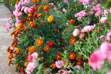 Obraz premium ​The contrasting combination of bright orange and red marigolds with delicate pink chrysanthemums creates a rich palette for an autumn flower bed.