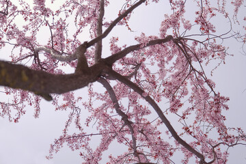 Cherry blossoms and blue sky, view from below