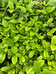 green leaves background