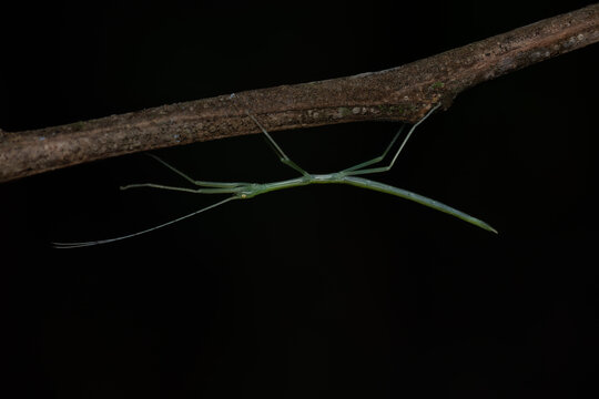 Walking stick insect, Costa Rica