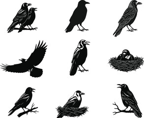 Crow raven bird illustrations, flying perched nesting calling, black silhouette detailed drawing, wildlife art flat vector
