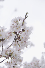 Cherry or sakura blossoms and blue sky, view from below